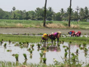 rice-fields1